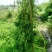 狐尾藻，金鱼藻，穗花狐尾藻，粉绿狐尾藻。