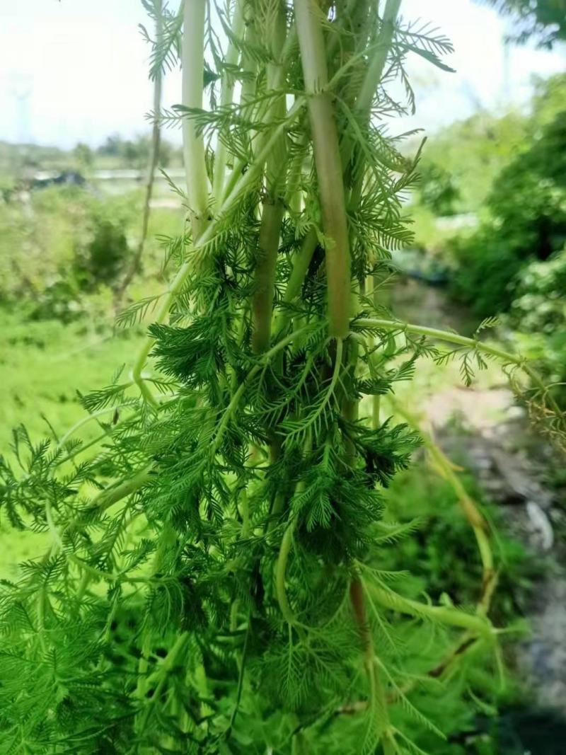 狐尾藻，金鱼藻，穗花狐尾藻，粉绿狐尾藻。