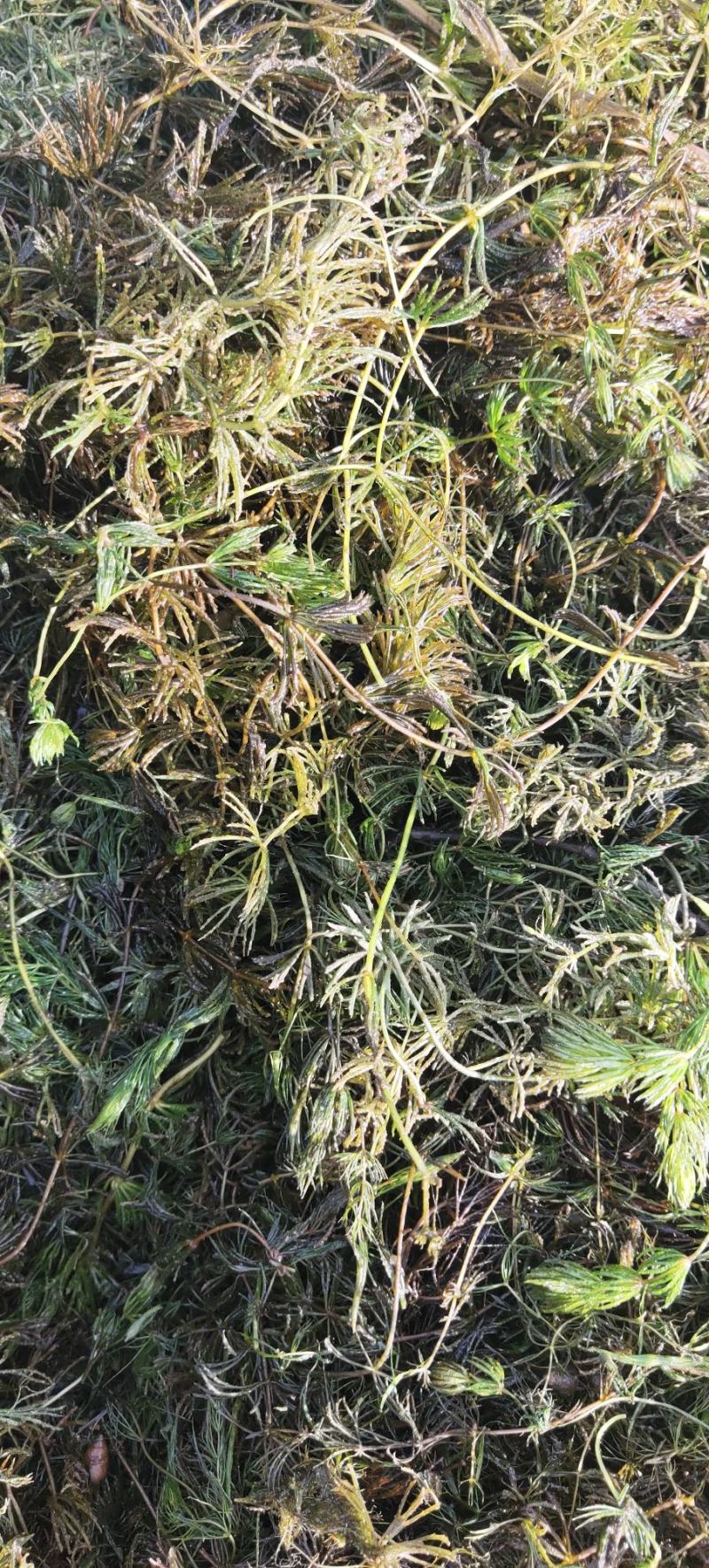 狐尾藻，金鱼藻，穗花狐尾藻，粉绿狐尾藻。