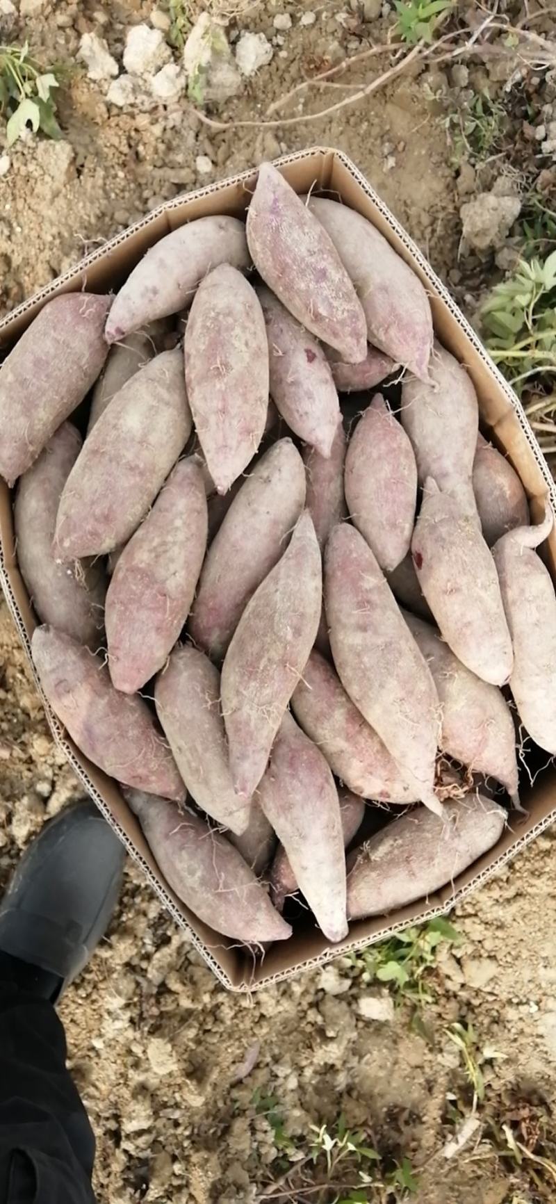 紫薯