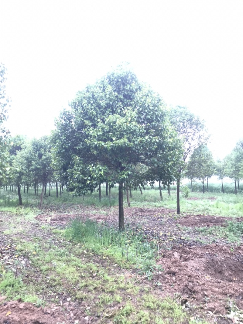 大叶女贞苗圃出售2到20公分精品工程苗量大从优