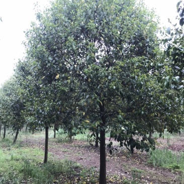 大叶女贞苗圃出售2到20公分精品工程苗量大从优
