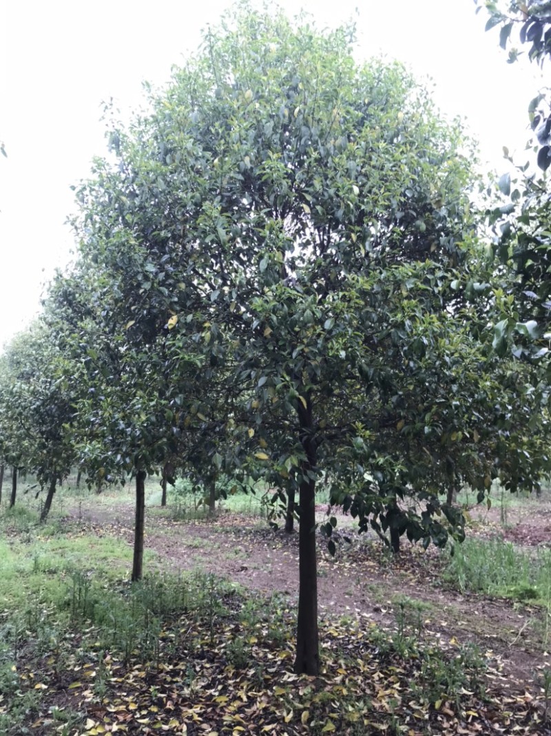 大叶女贞苗圃出售2到20公分精品工程苗量大从优