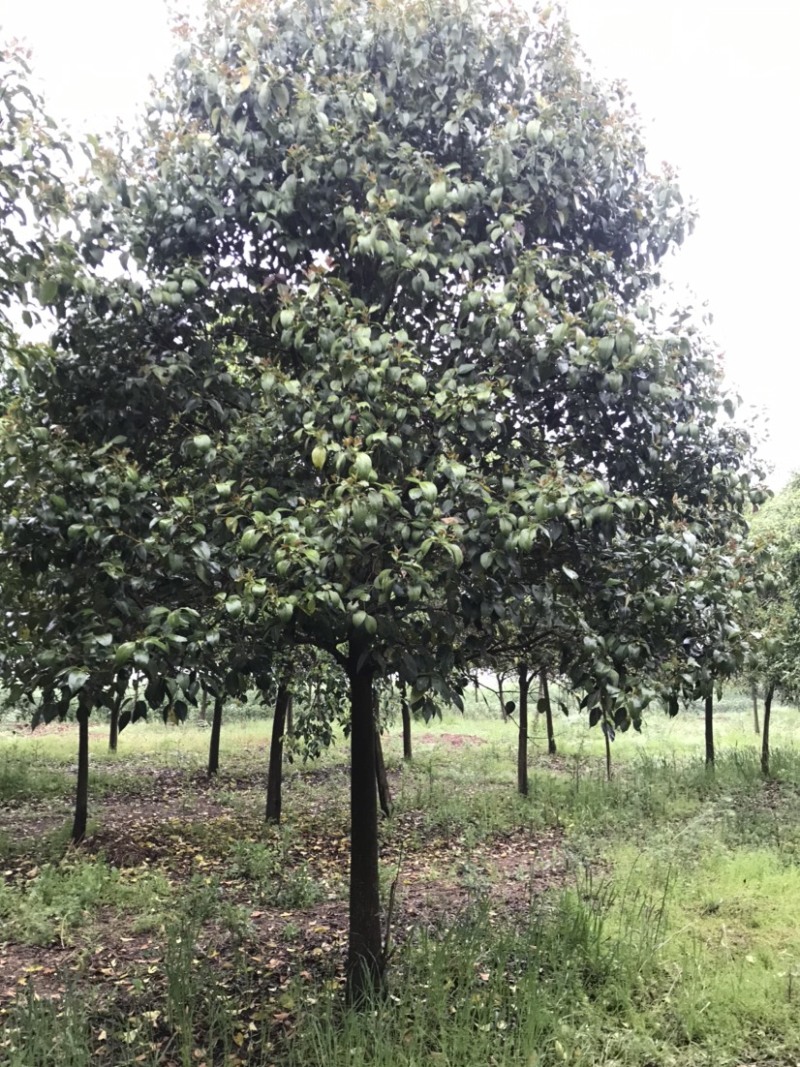 大叶女贞苗圃出售2到20公分精品工程苗量大从优