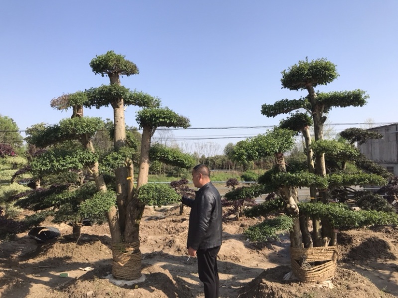 大叶女贞苗圃出售2到20公分精品工程苗量大从优
