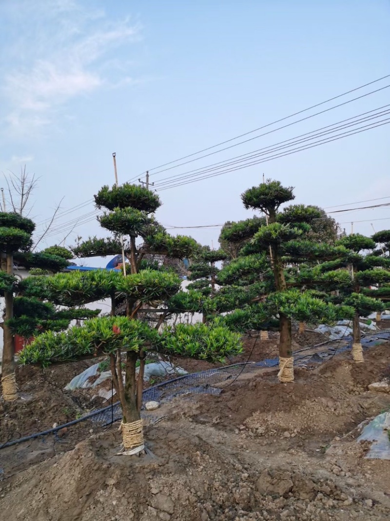 红花继木球