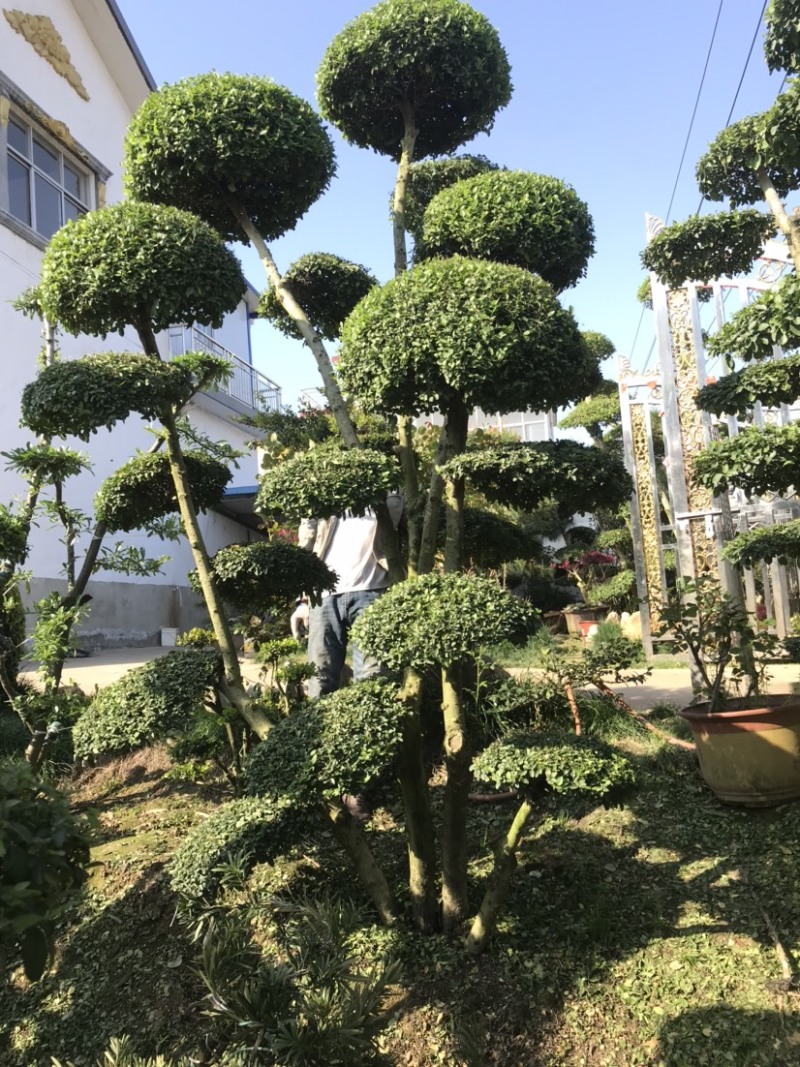红花继木球