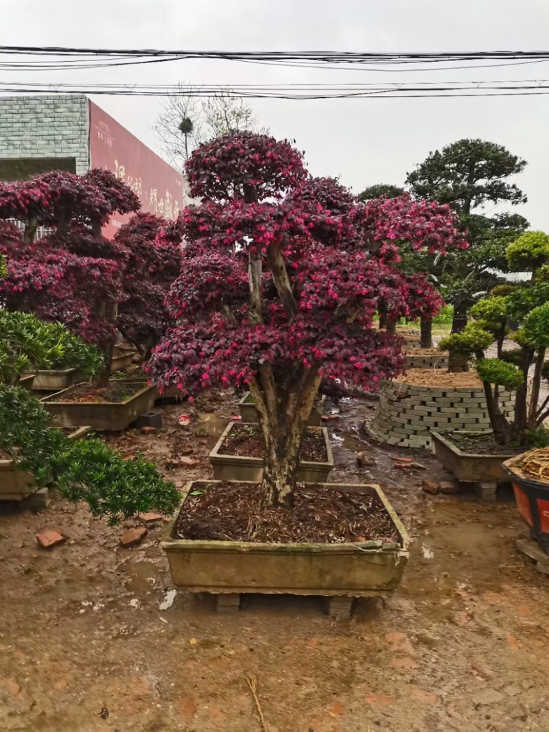 红花继木球