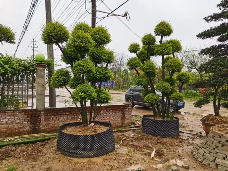 红花继木球
