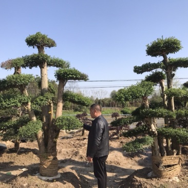 红花继木球