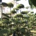 红花继木球