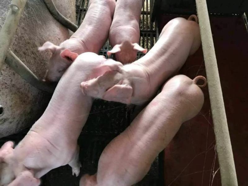 【四川驿站】优质仔猪出售三元仔猪苗防疫全好饲养