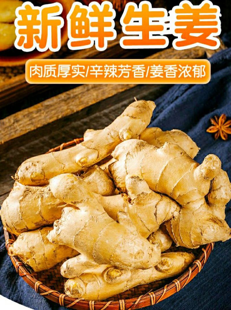 农家生姜新鲜大黄姜姜香浓郁煲汤调味更加鲜美