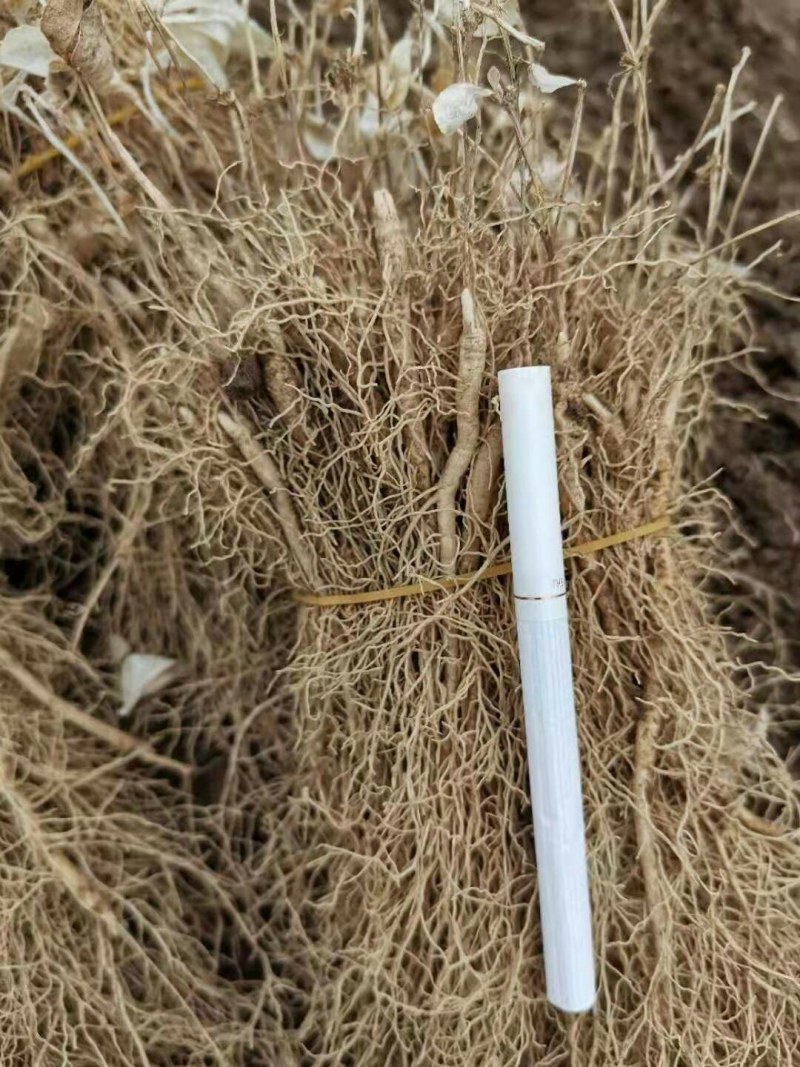 白鲜皮苗，优质白鲜皮苗