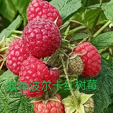 树莓苗，基地批发各种树莓苗，一手货支持视频看货。