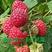 树莓苗，基地批发各种树莓苗，一手货支持视频看货。