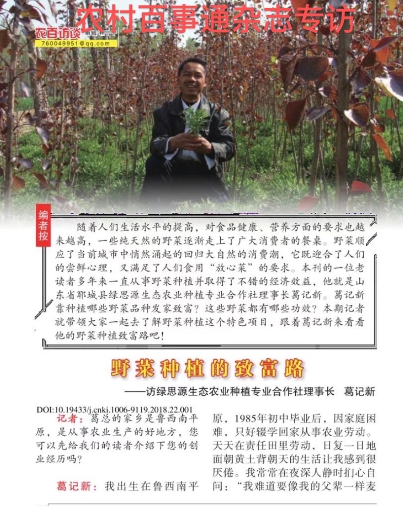 高钙菜种苗养心菜种苗山东绿思源野菜育苗基地