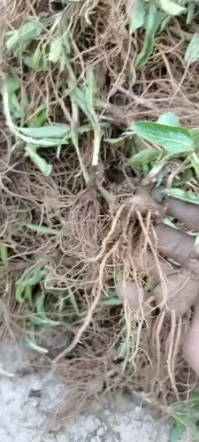 一年北苍术苗辽宁朱砂点苍术苗北苍术精选苗