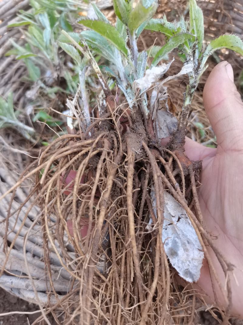 一年北苍术苗辽宁朱砂点苍术苗北苍术精选苗