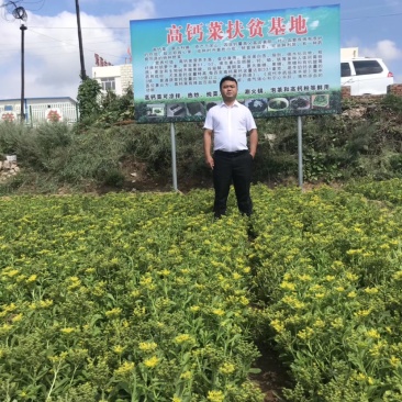 高钙菜种苗养心菜种苗高钙菜育苗基地直供