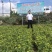 高钙菜种苗养心菜种苗高钙菜育苗基地直供
