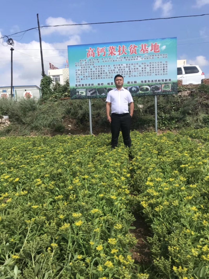 高钙菜种苗养心菜种苗高钙菜育苗基地直供