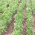 高钙菜种苗养心菜种苗高钙菜育苗基地直供