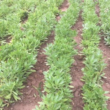 高钙菜种苗养心菜种苗山东野菜苗种植基地直供