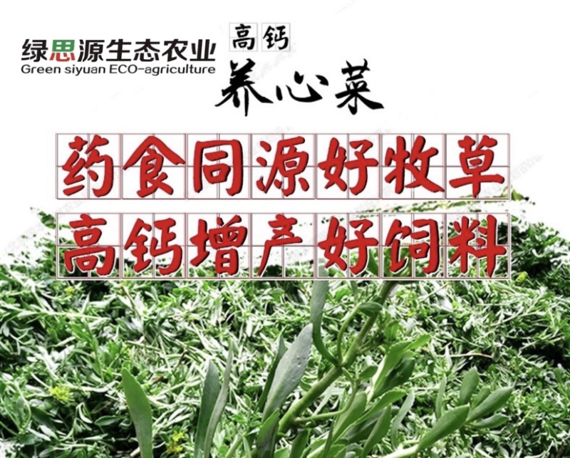 高钙菜种苗养心菜种苗山东野菜苗种植基地直供