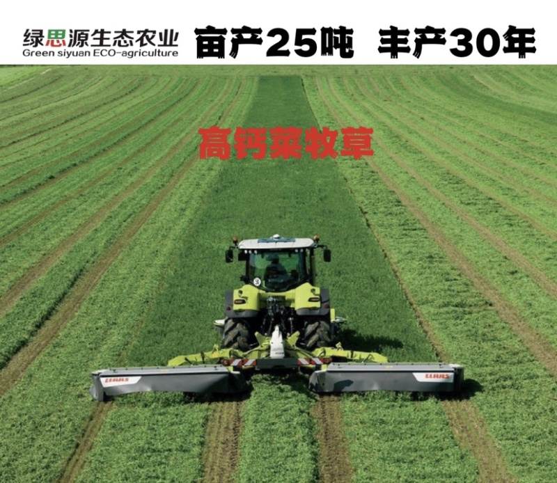 高钙菜种苗养心菜种苗山东野菜苗种植基地直供