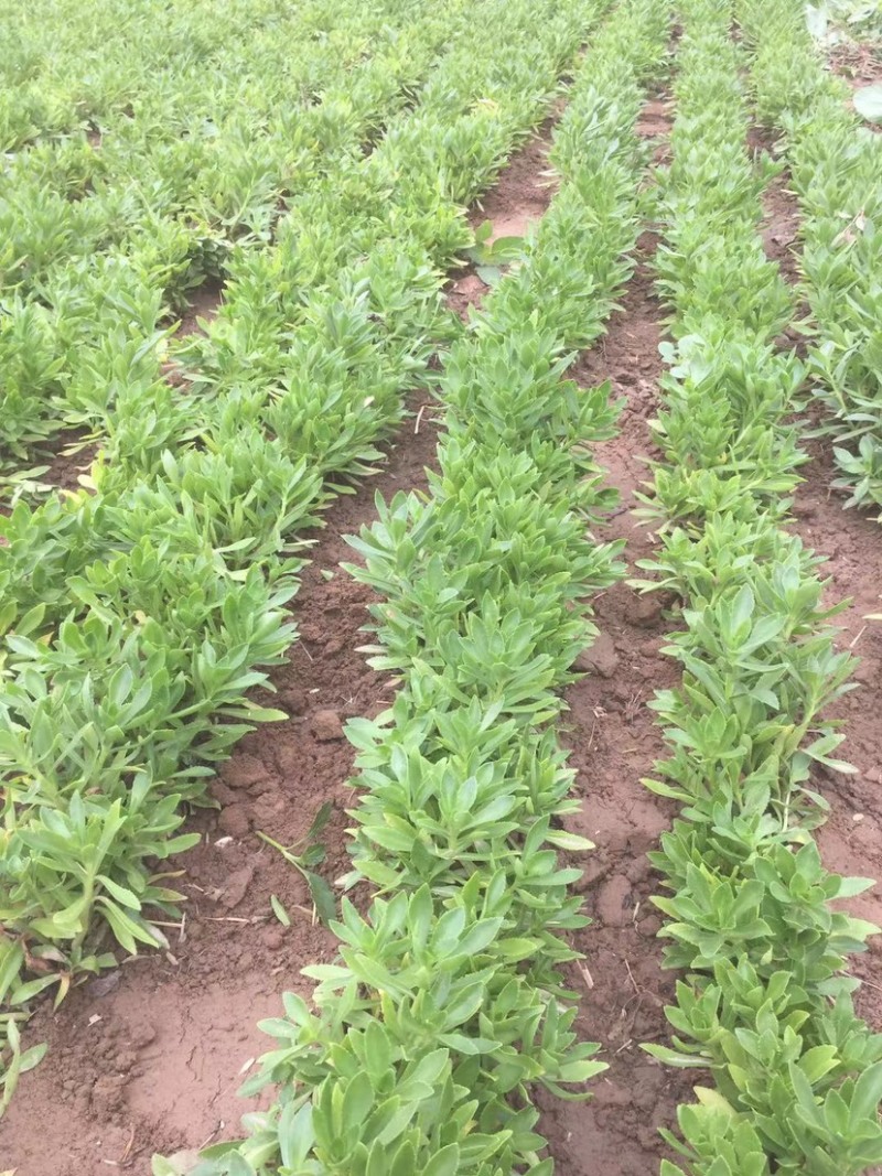供应高钙菜苗养心菜种苗景天三七苗直供