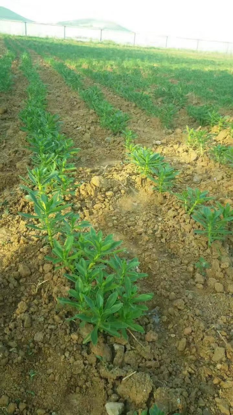供应高钙菜苗养心菜种苗景天三七苗直供