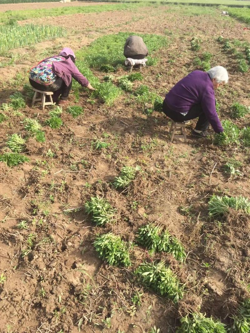供应高钙菜苗养心菜种苗景天三七苗直供