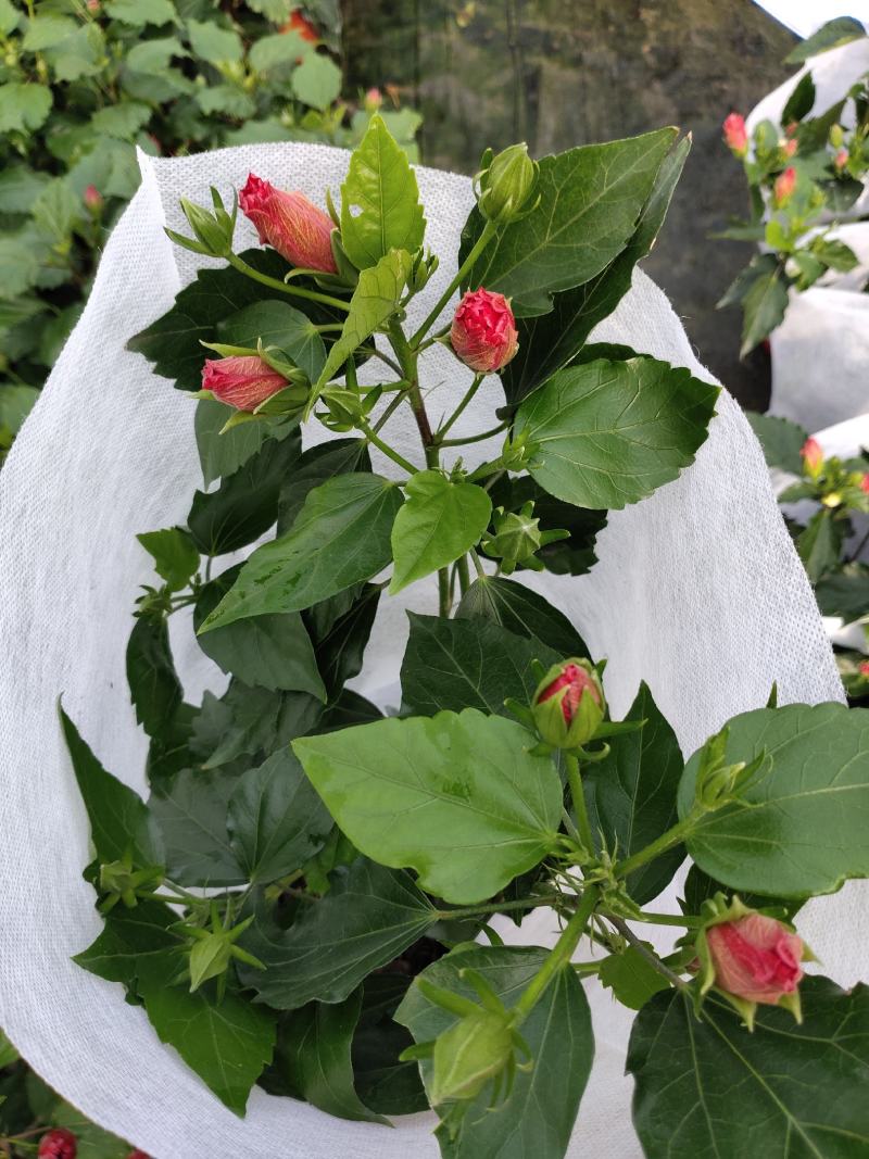 优质重瓣木槿丹麦木槿自家基地量大优惠