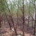榆树，3公分到10公分12公分15公分江苏盐城榆树直销