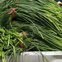 大名优质红帽蒜薹