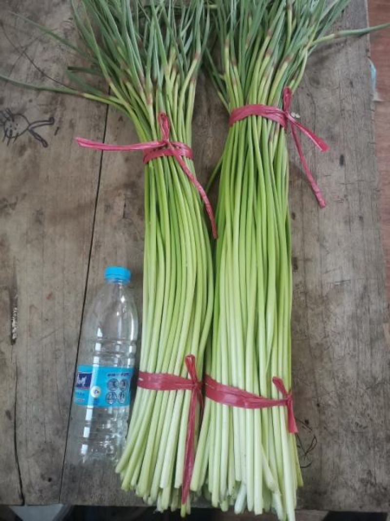蒜苔山东金乡蒜薹加工长年供应，认准加工厂直销