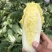 鹿邑娃娃菜