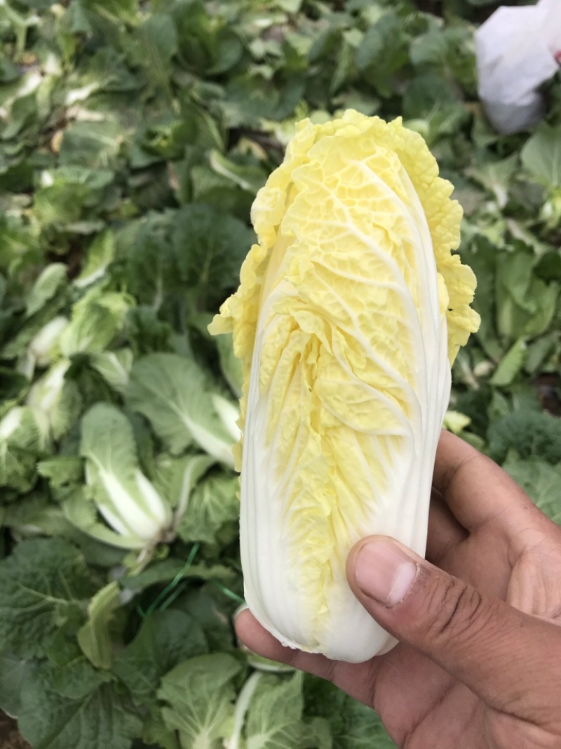 鹿邑娃娃菜