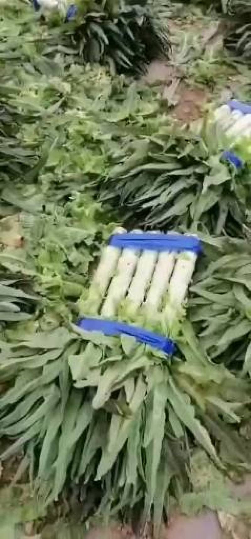 红叶青香笋大量上市了，质量可量，代客户发货