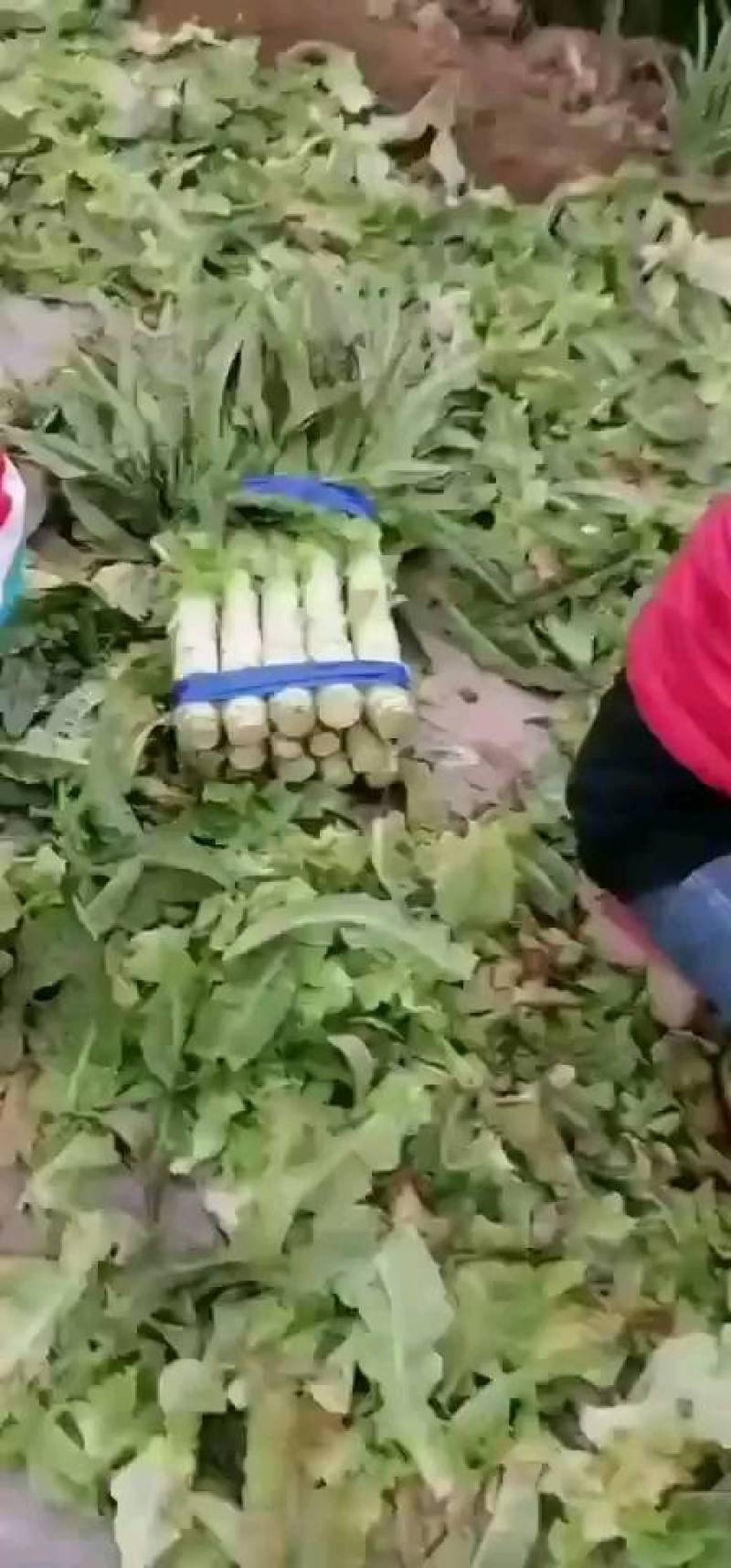 红叶青香笋大量上市了，质量可量，代客户发货