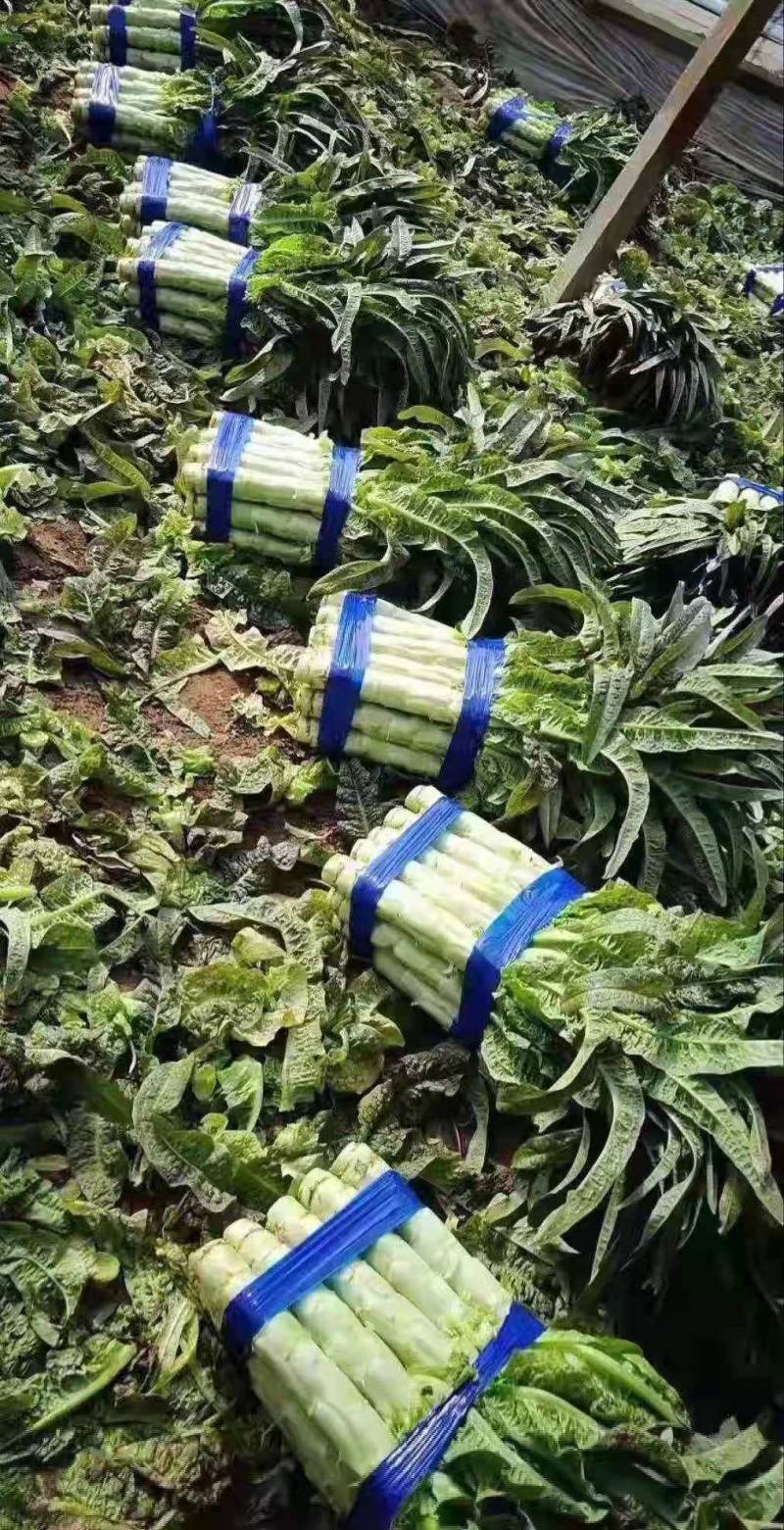 红叶青香笋大量上市了，质量可量，代客户发货