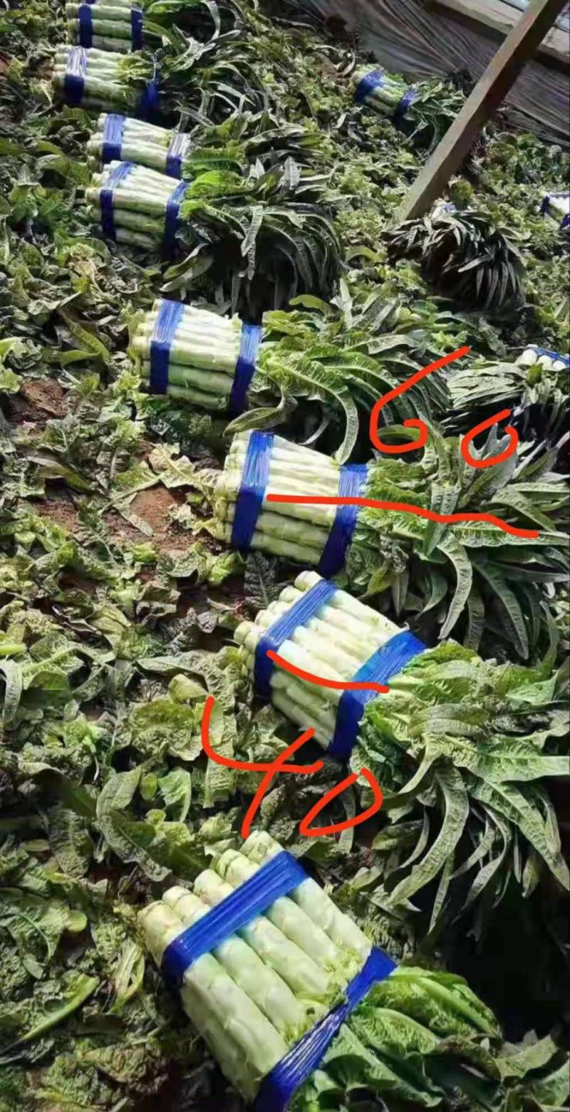 红叶青香笋大量上市了，质量可量，代客户发货