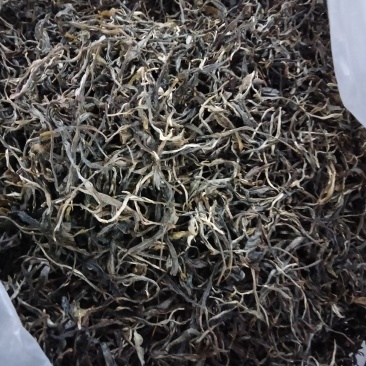 版纳生态茶