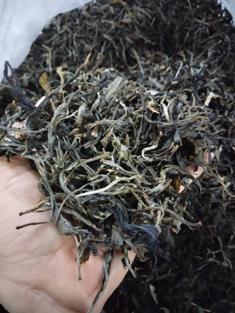 版纳生态茶