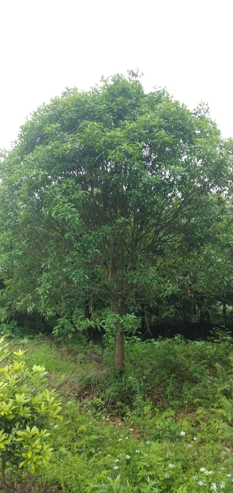 桂花
