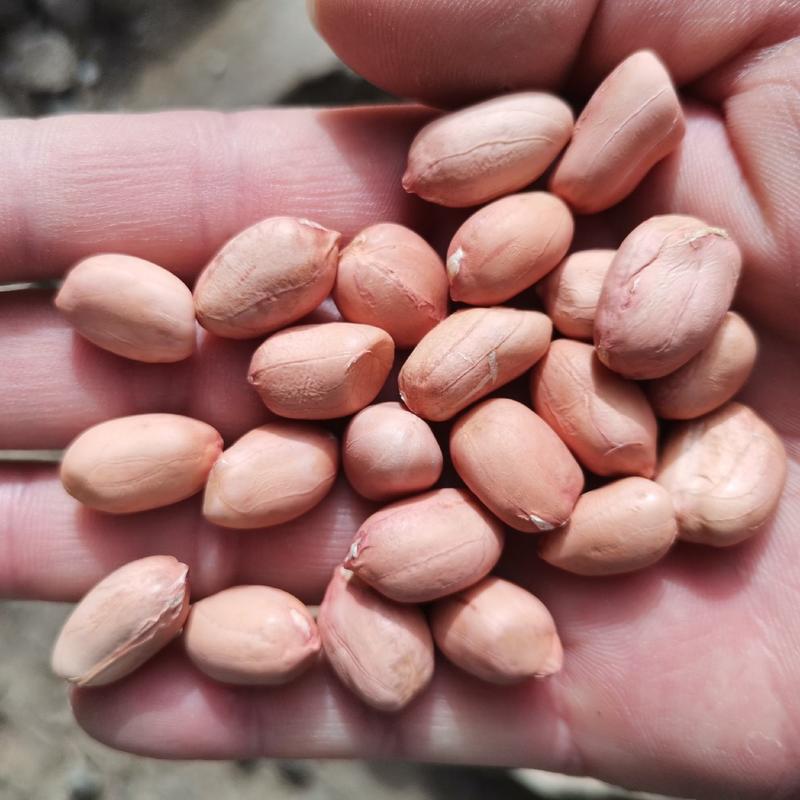 高产高油酸花生豫花37花生种子米适合春播夏播，