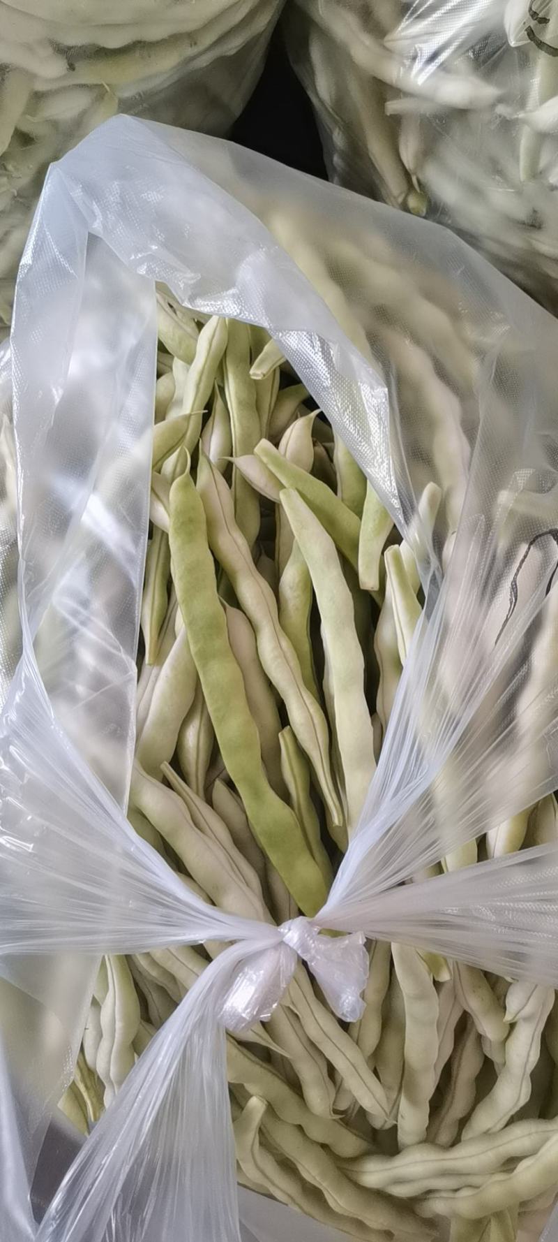 青岛平度芸豆大量上市中，有需要的老板联系