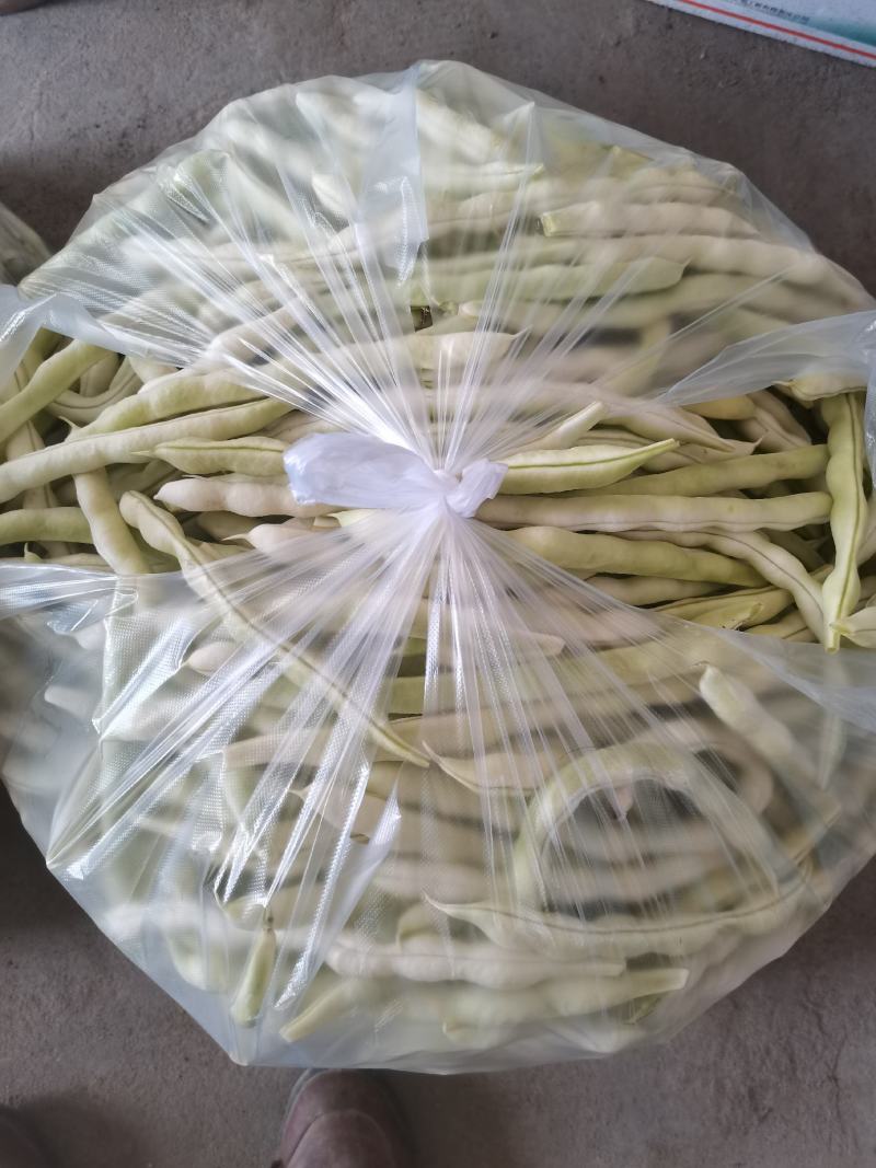 青岛平度芸豆大量上市中，有需要的老板联系