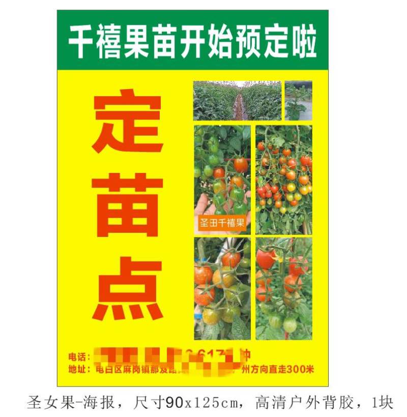 电白区正宗老千禧圣女果苗，，本着质量精，信誉第一为宗旨